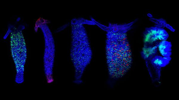 Hidras con sondas fluorescentes para rastrear la actividad de sus genes - Sputnik Mundo