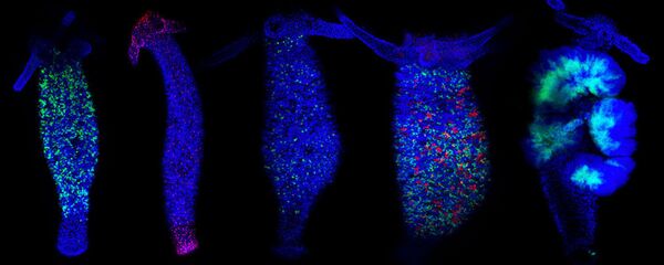 Hidras con sondas fluorescentes para rastrear la actividad de sus genes - Sputnik Mundo