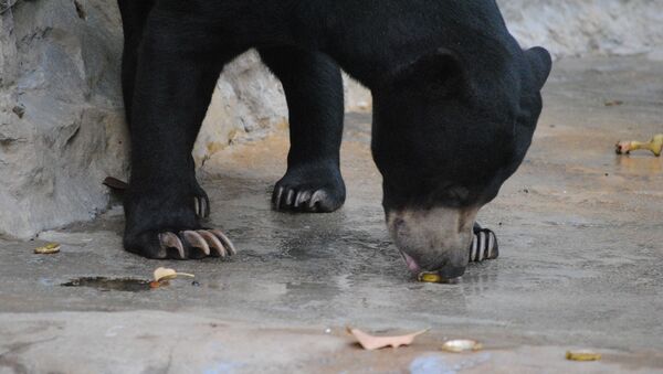 Un oso negro - Sputnik Mundo