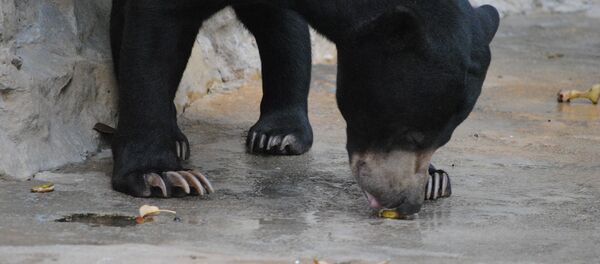 Un oso negro - Sputnik Mundo