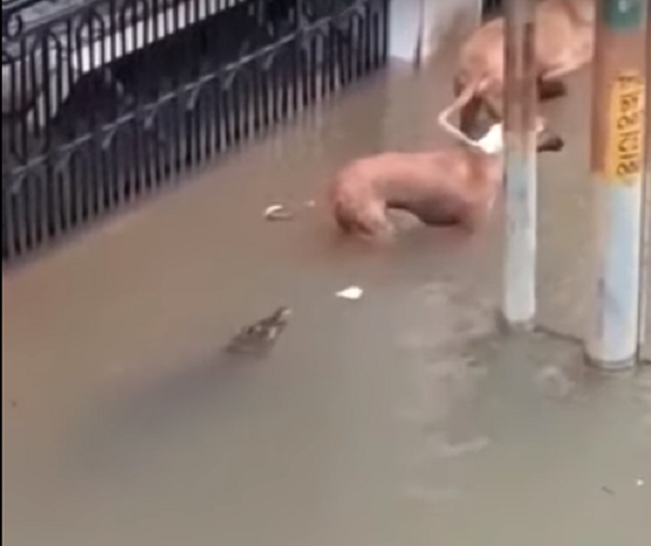 Un cocodrilo trata de comerse a un perro en una calle de la India - Sputnik Mundo