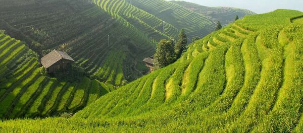 Un campo en China Un campo en China - Sputnik Mundo