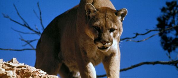 Un puma - Sputnik Mundo