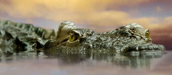 Un cocodrilo trata de comerse a un perro en una calle de la India - Sputnik Mundo