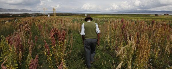 Bolivia cultivos - Sputnik Mundo