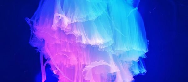 La medusa 'pink meanie' sudafricana - Sputnik Mundo