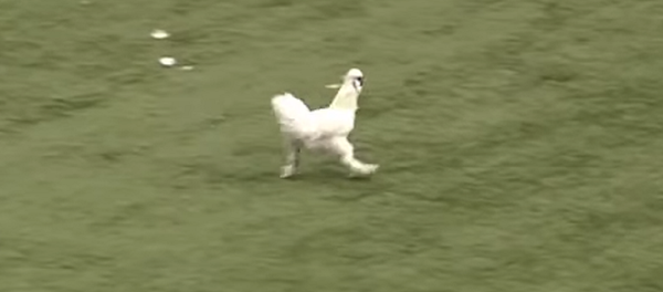 Un pollo interrumpe un partido de fútbol en 'señal de protesta' - Sputnik Mundo