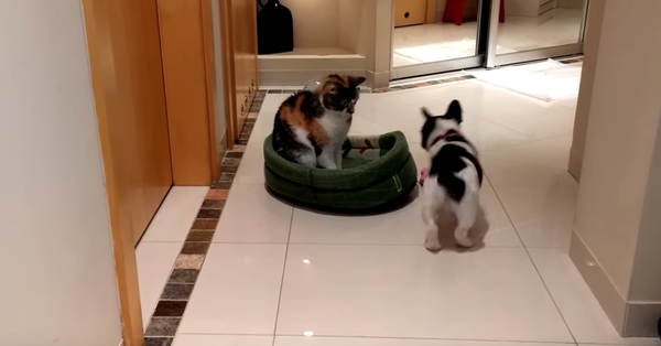 Un cachorro echa a un gato 'impostor' de su cama - Sputnik Mundo
