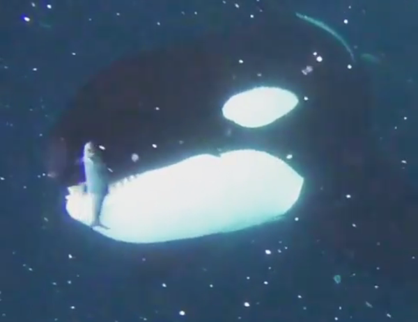 Cómo un buzo le 'saca' la comida de la boca a una orca - Sputnik Mundo