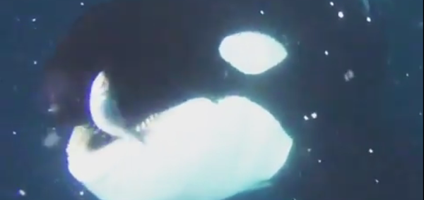 Cómo un buzo le 'saca' la comida de la boca a una orca Cómo un buzo le 'saca' la comida de la boca a una orca - Sputnik Mundo