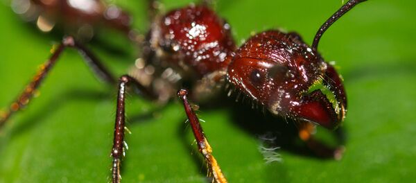 La 'hormiga bala' (Paraponera clavata) - Sputnik Mundo