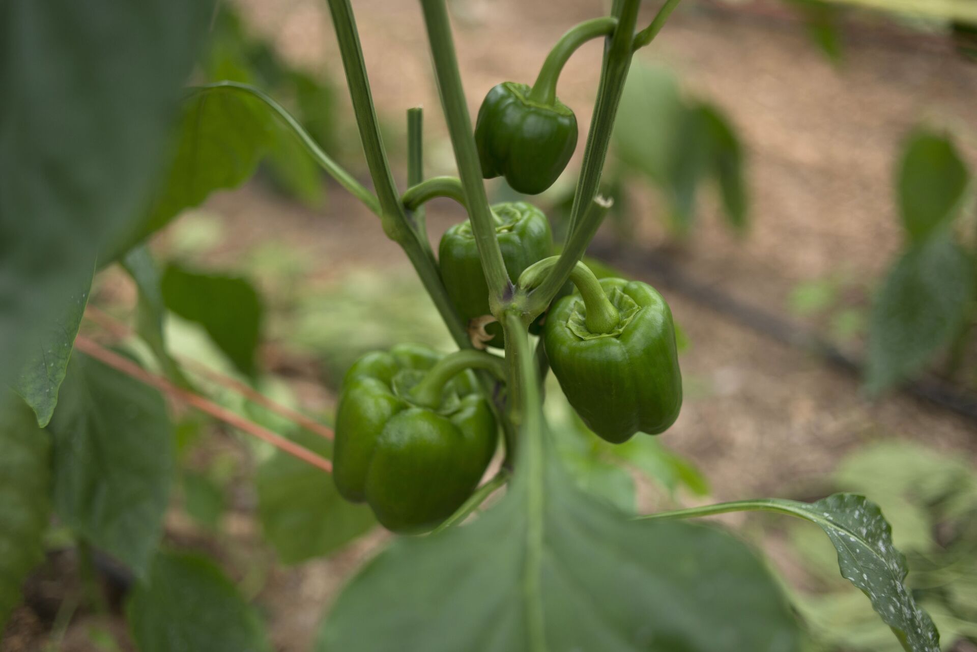 Pimiento crece en una granja española - Sputnik Mundo, 1920, 20.08.2021