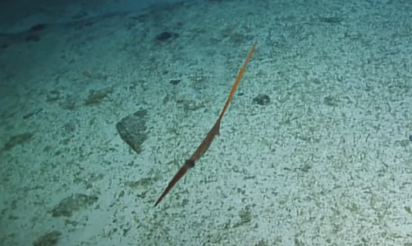 Captan por primera vez una espeluznante criatura de las profundidades - Sputnik Mundo