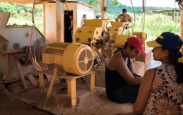 Residentes de El Callao extraen oro - Sputnik Mundo