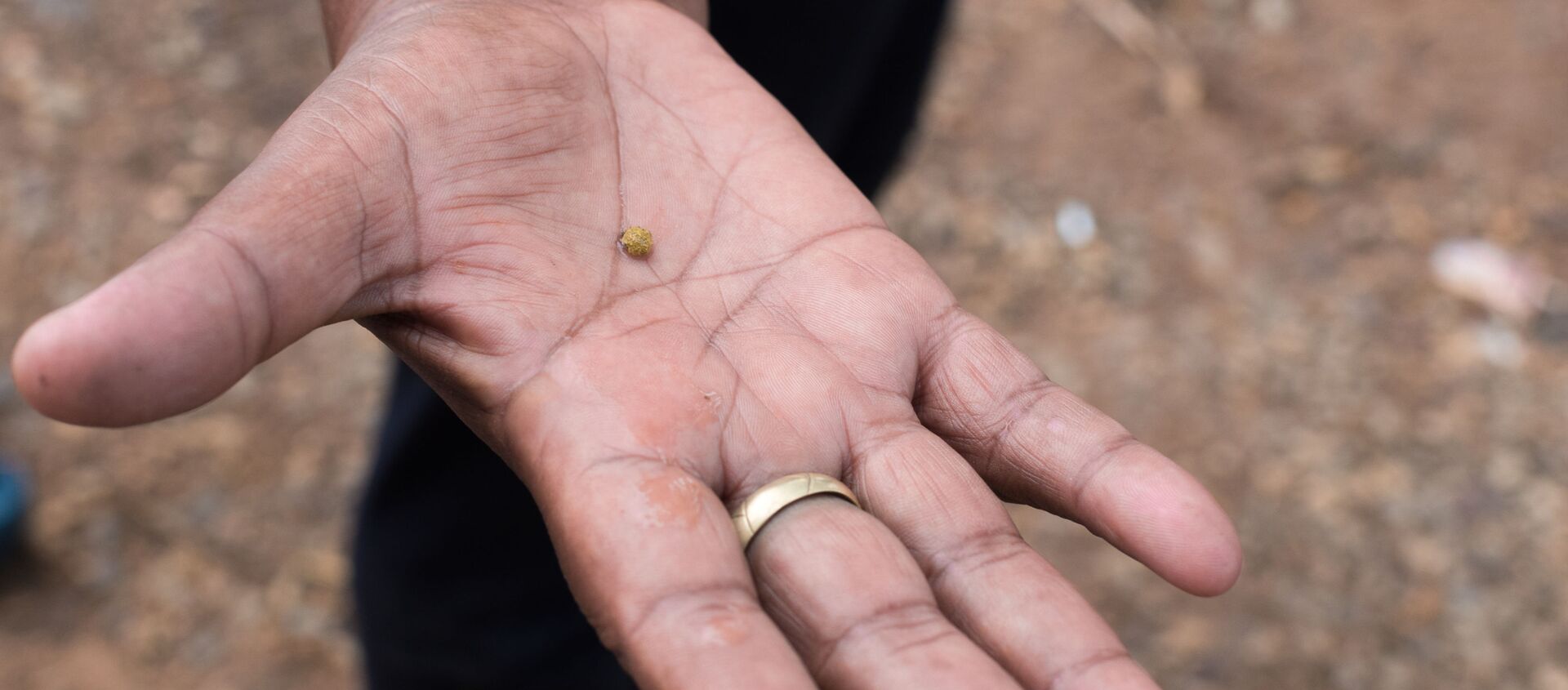 Un hombre con una pepita de oro - Sputnik Mundo, 1920, 11.11.2020