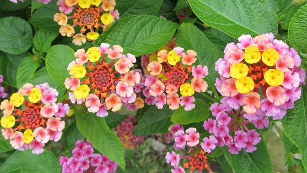 Lantana, una flor nativa de México - Sputnik Mundo