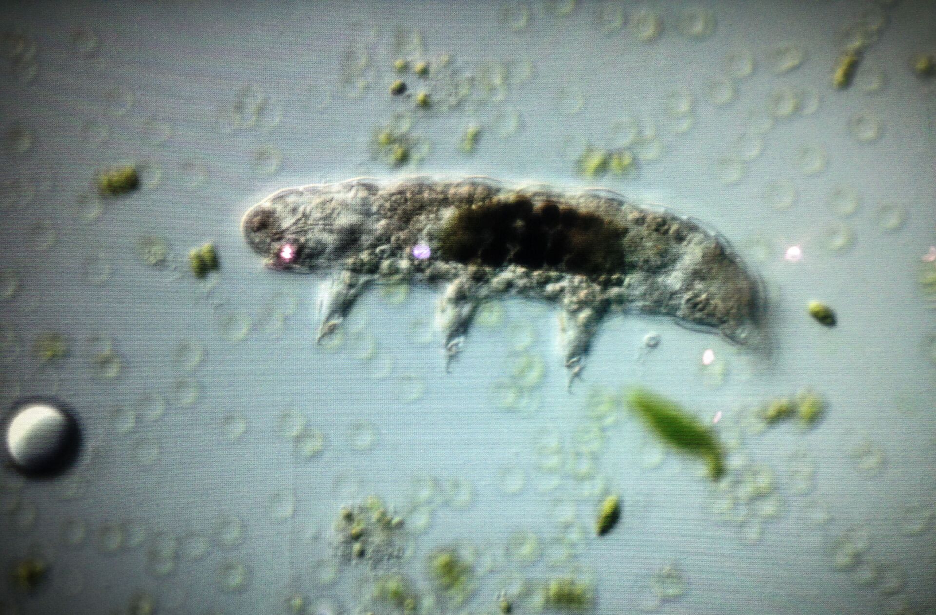 Un tardígrado - Sputnik Mundo, 1920, 31.05.2021