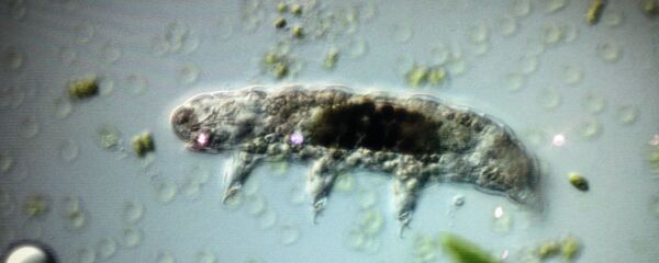 Un tardígrado - Sputnik Mundo