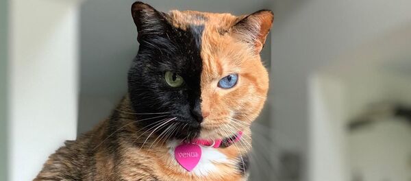 Venus, la gata de doble cara - Sputnik Mundo