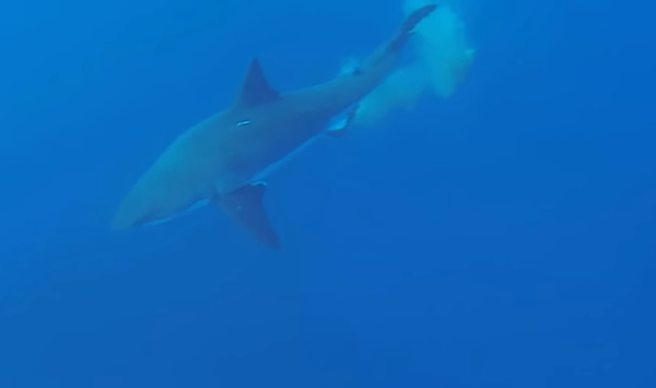 A los tiburones no les preocupa la privacidad - Sputnik Mundo