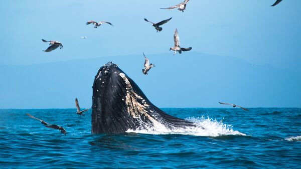 Una ballena jorobada - Sputnik Mundo