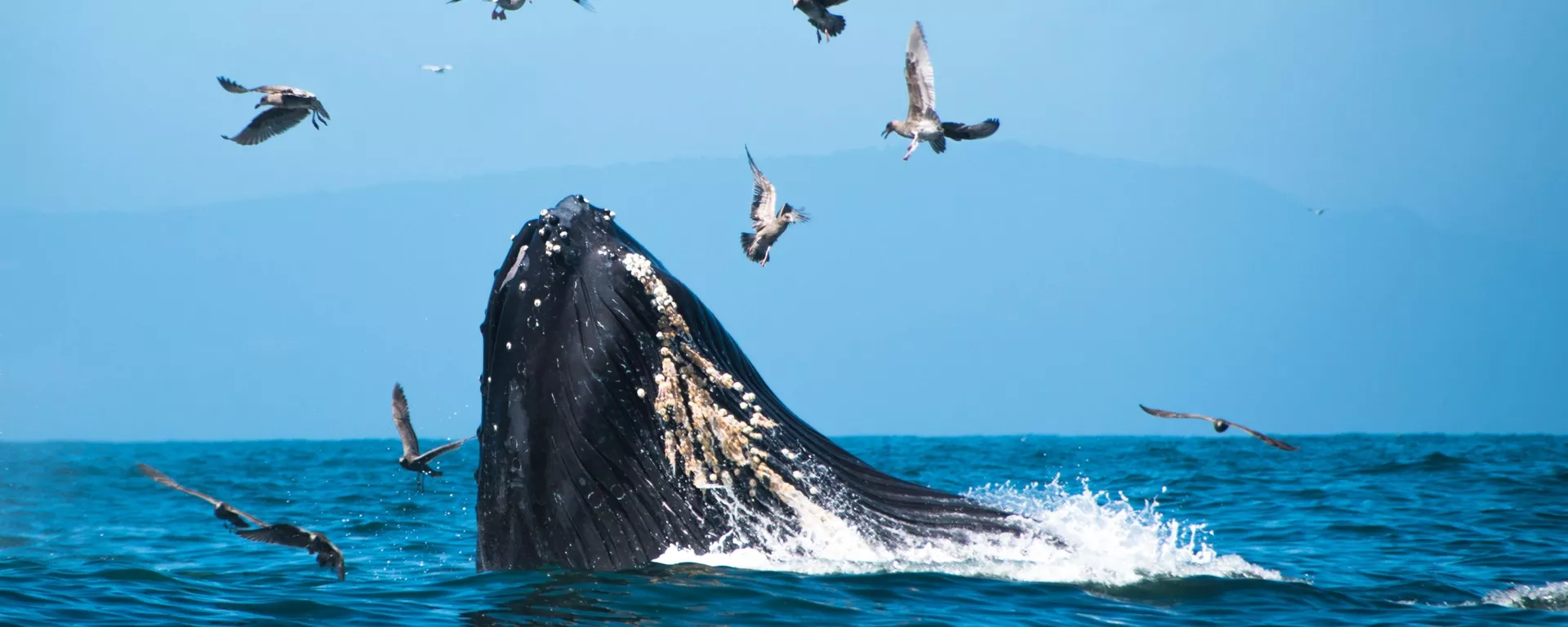 Una ballena jorobada Una ballena jorobada - Sputnik Mundo, 1920, 20.09.2021