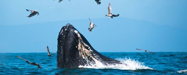 Una ballena jorobada - Sputnik Mundo