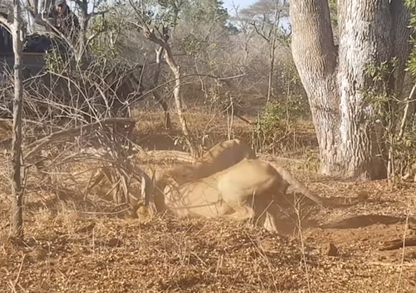 Sin salida: un jabalí se convierte en el almuerzo de dos leones - Sputnik Mundo