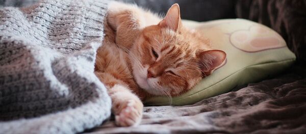 Un gato dormido Un gato dormido - Sputnik Mundo