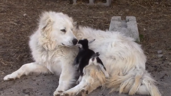 ¡Pura ternura! Un perro de montaña cuida a unos cabritos - Sputnik Mundo