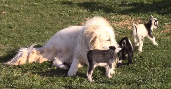 ¡Pura ternura! Un perro de montaña cuida a unos cabritos ¡Pura ternura! Un perro de montaña cuida a unos cabritos - Sputnik Mundo