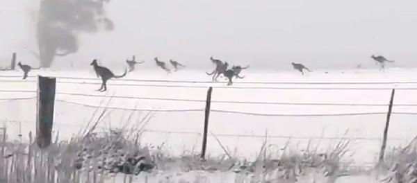 Como en un cuento de hadas: varios canguros disfrutan de la nieve en Australia - Sputnik Mundo