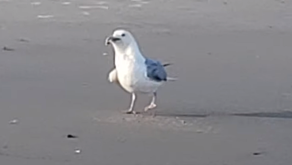 Mientras tanto, en un mundo paralelo... una gaviota se come a un tiburón - Sputnik Mundo