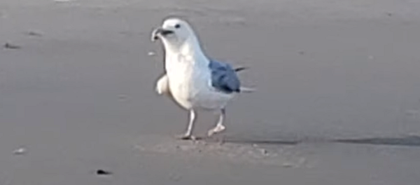 Mientras tanto, en un mundo paralelo... una gaviota se come a un tiburón - Sputnik Mundo