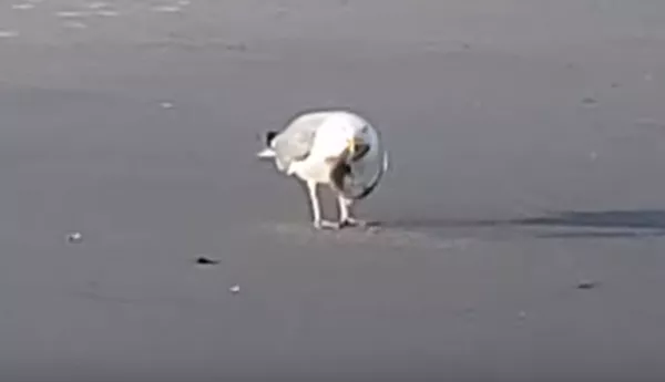 Mientras tanto, en un mundo paralelo... una gaviota se come a un tiburón Mientras tanto, en un mundo paralelo... una gaviota se come a un tiburón - Sputnik Mundo