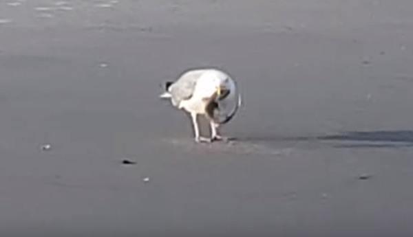 Mientras tanto, en un mundo paralelo... una gaviota se come a un tiburón - Sputnik Mundo