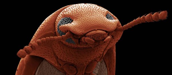 Los finalistas del concurso de fotografía científica Royal Photographic Society 2019
Los finalistas del concurso de fotografía científica Royal Photographic Society 2019
- Sputnik Mundo