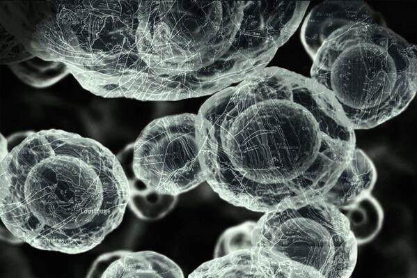 Los finalistas del concurso de fotografía científica Royal Photographic Society 2019
Los finalistas del concurso de fotografía científica Royal Photographic Society 2019
- Sputnik Mundo