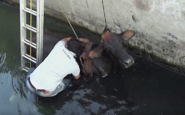 El dramático rescate de una vaca atrapada El dramático rescate de una vaca atrapada - Sputnik Mundo