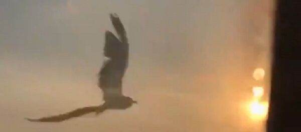 Uno de los pájaros que chocaron con un motor del A321 ruso - Sputnik Mundo