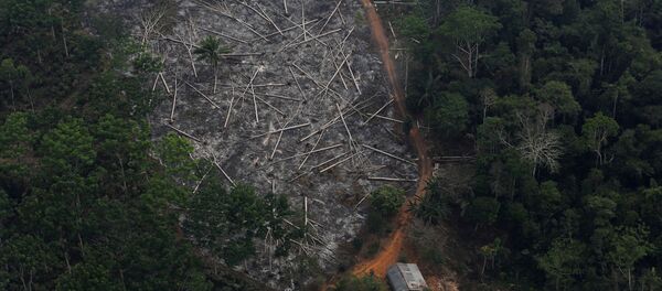 Deforestación en Amazonía - Sputnik Mundo