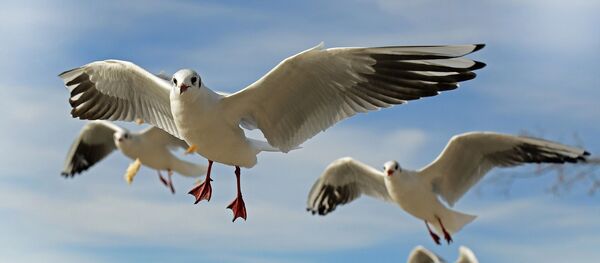 Gaviotas (imagen referencial) - Sputnik Mundo