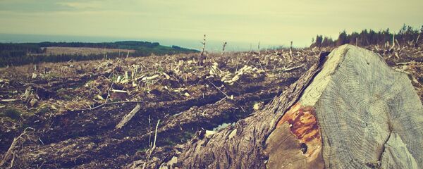 La deforestación (imagen referencial) - Sputnik Mundo