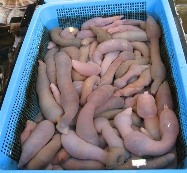 El 'pez pene' se parece a un pene y ¡es una delicia! ¿Lo comerías?  - Sputnik Mundo