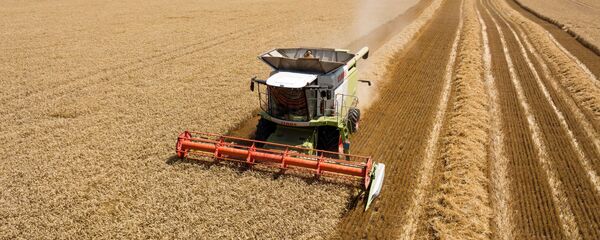 Cosecha de trigo en Rusia - Sputnik Mundo