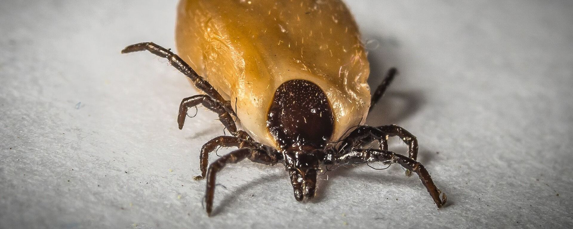 Una garrapata Una garrapata - Sputnik Mundo, 1920, 22.02.2022