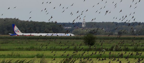 Airbus 321de la aerolínea Ural Airlines tras un aterrizaje de emergencia - Sputnik Mundo