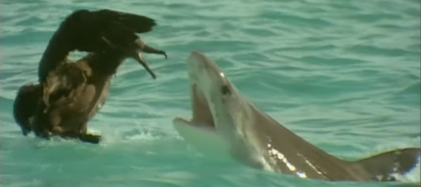 Visto y no visto: el ave más larga del mundo lucha contra un tiburón - Sputnik Mundo