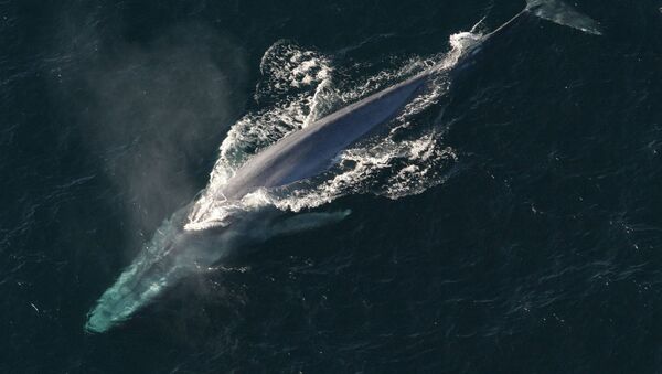 Una ballena (imagen referencial) - Sputnik Mundo