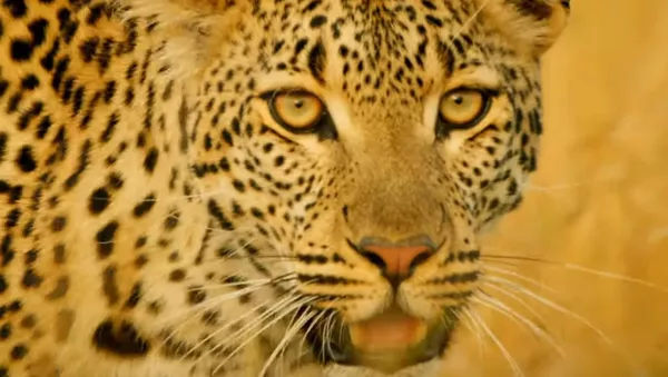 Los leopardos ni se pueden acercar a este animal